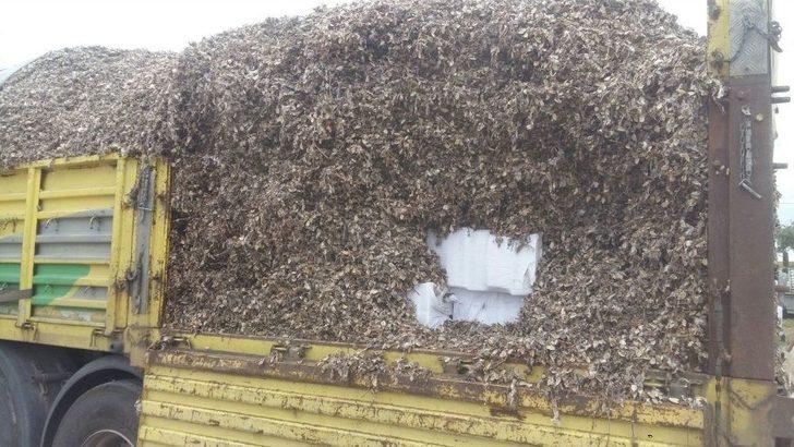 Kurumuş Yaprak Arası Kaçak Sigaraya "tiryaki" İzin Vermedi G1