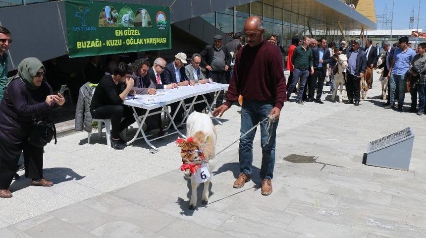 Fuarda Buzağı, Oğlak Ve Kuzular Yarıştı