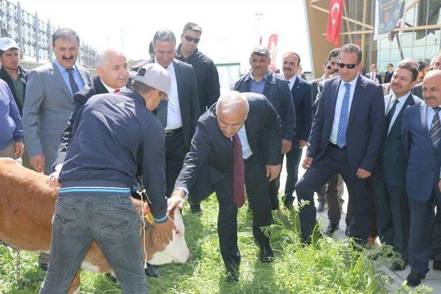 Fuarda Buzağı, Oğlak Ve Kuzular Yarıştı