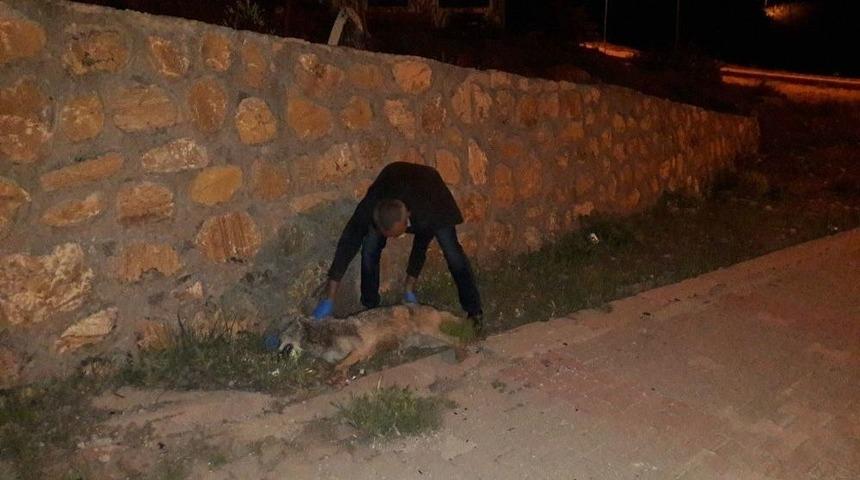 Aracın &Ccedil;arptığı Kurt Telef Oldu