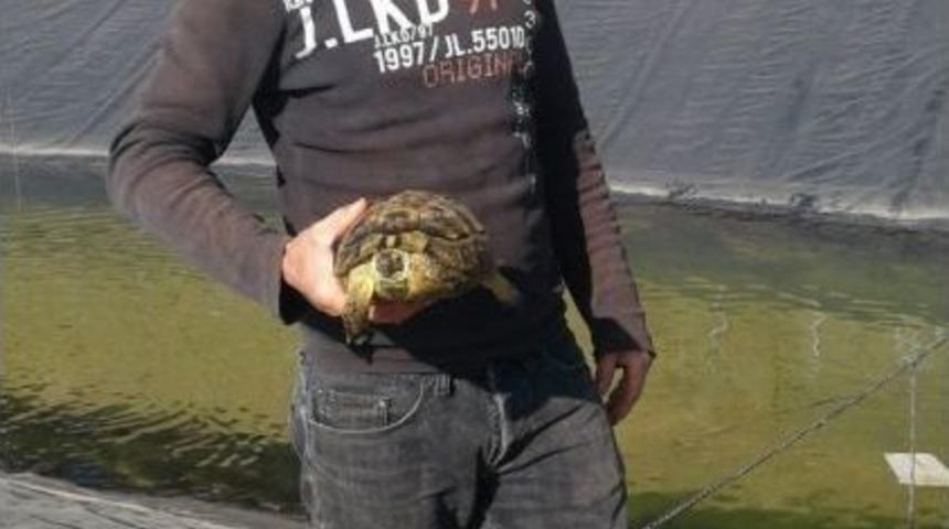 G&ouml;lete D&uuml;şen 6 K&ouml;pek Ve 2 Kaplumbağa Kurtarıldı