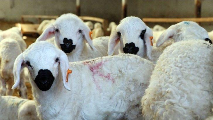 (özel) Aksaray’da Üreticiler ‘kendi İşinin Patronu Ol’ Projesine Hazırlanıyor G1