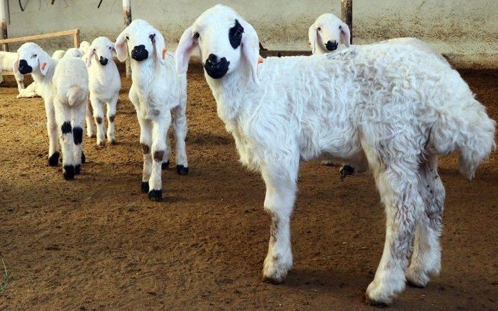 (özel) Aksaray’da Üreticiler ‘kendi İşinin Patronu Ol’ Projesine Hazırlanıyor G2