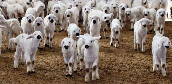 (özel) Aksaray’da Üreticiler ‘kendi İşinin Patronu Ol’ Projesine Hazırlanıyor G3