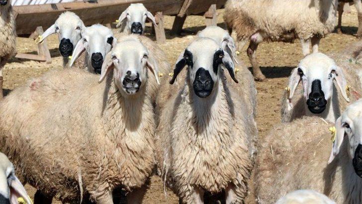 (özel) Aksaray’da Üreticiler ‘kendi İşinin Patronu Ol’ Projesine Hazırlanıyor G4