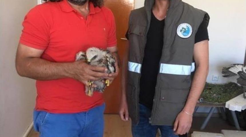 Yuvadan D&uuml;şen Kızıl Şahine Devlet Koruması