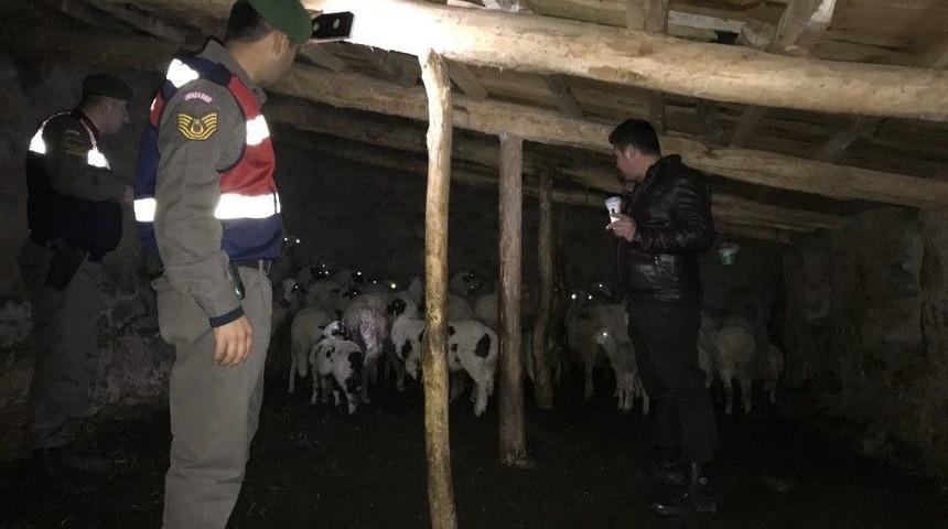 Kayıp Koyun Ve Kuzuları Jandarma Buldu