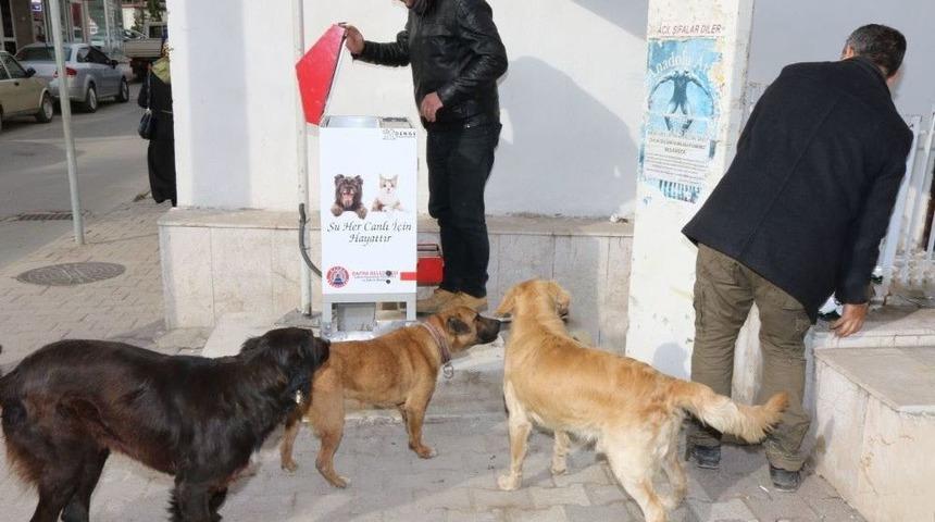 Bafra Belediyesi Sokak Hayvanlarına Sahip &Ccedil;ıkıyor