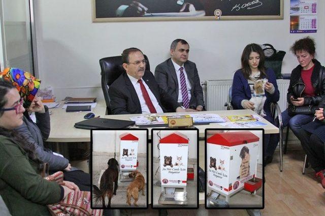 Bafra Belediyesi Sokak Hayvanlarına Sahip Çıkıyor