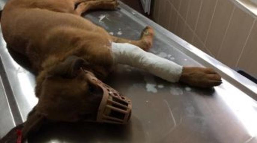 Kazada Yaralanan K&ouml;peğe M&uuml;dahale Edildi