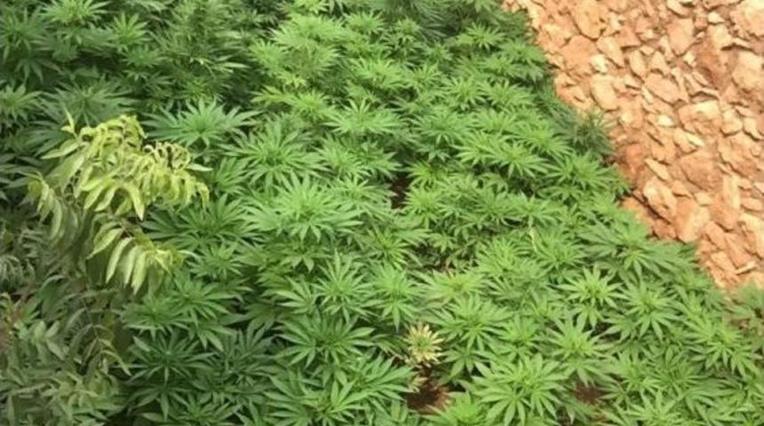 Gaziantep&rsquo;te 700 K&ouml;k Hint Keneviri Ele Ge&ccedil;irdi