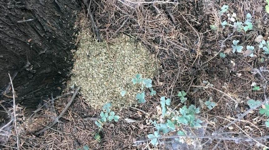 Ormanlık Alanda Uyuşturucu Ticaretine 2 G&ouml;zaltı