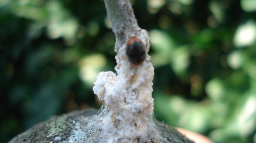 Afetzede &Ccedil;ift&ccedil;iye Faydalı B&ouml;cek Yardımı