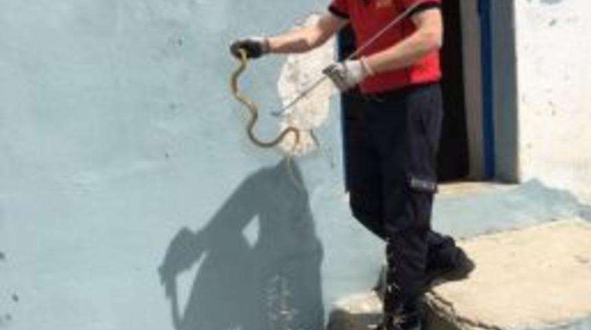 Bolu İtfaiyesinin Yılan Mesaisi Devam Ediyor