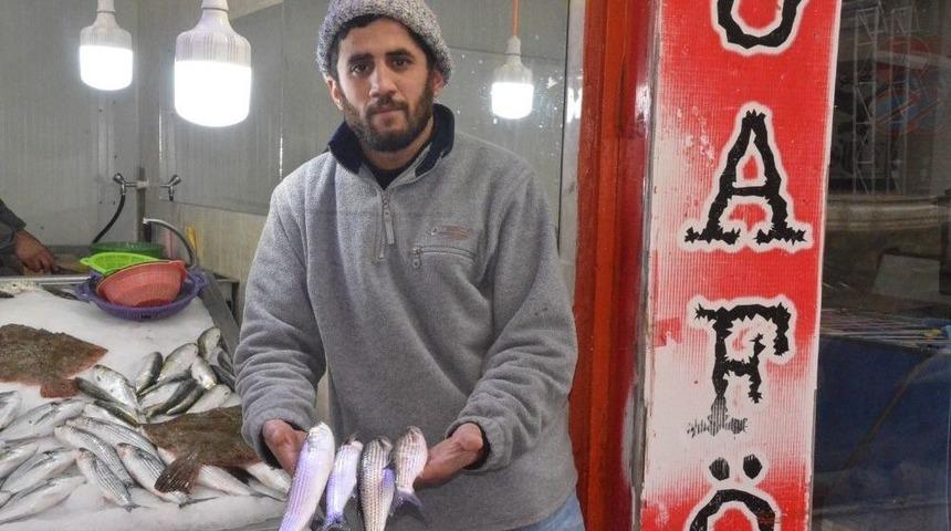 Tezgahlarda Kefal Bolluğu