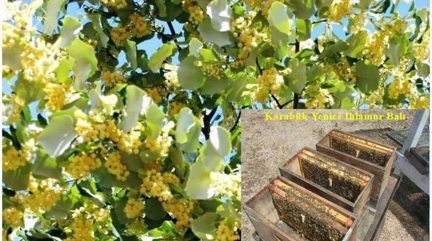 Yenice’de Ihlamur Balı Çalışmaları