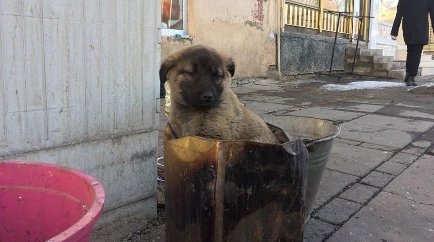 Soba K&ouml;z&uuml;nde Isınan Yavru K&ouml;peğe Şefkat Eli