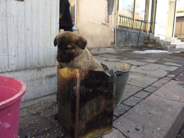 Soba Közünde Isınan Yavru Köpeğe Şefkat Eli