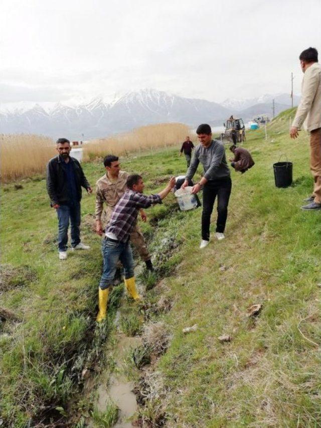 İnci Kefalini Kurtarmak İçin İnanılmaz Mücadele