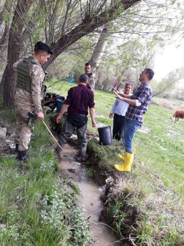 İnci Kefalini Kurtarmak İçin İnanılmaz Mücadele