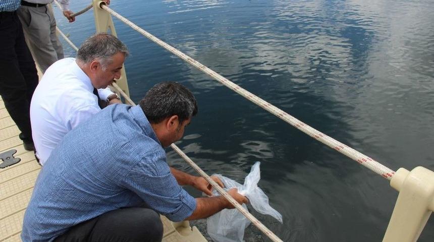 Karag&ouml;l&rsquo;e 30 Bin Sazan Yavrusu Daha Bırakıldı
