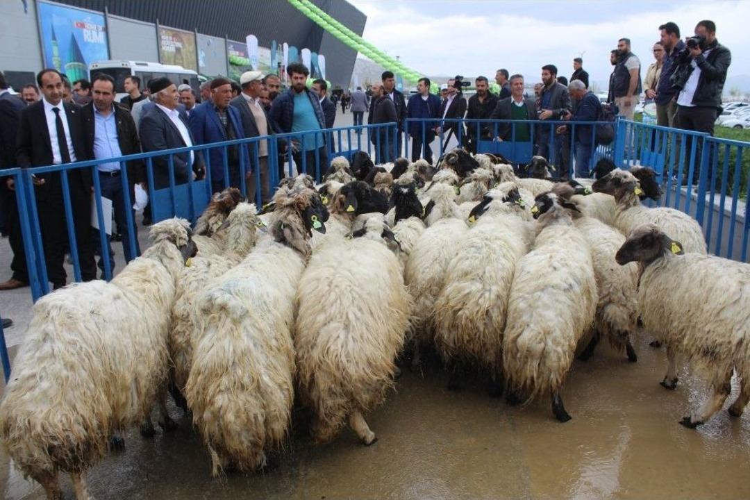 Van&rsquo;da &lsquo;mobil Koyun Banyoluğu&rsquo; Dağıtımı
