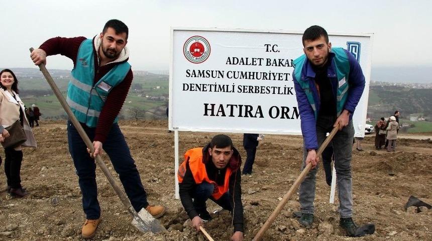 Samsun’da Hükümlüler Fidan Dikti