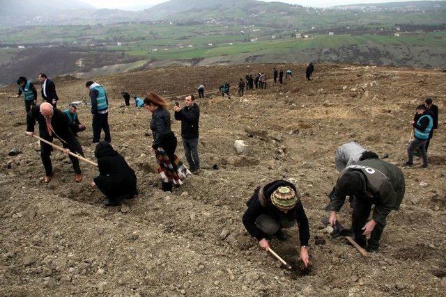 Samsun’da Hükümlüler Fidan Dikti