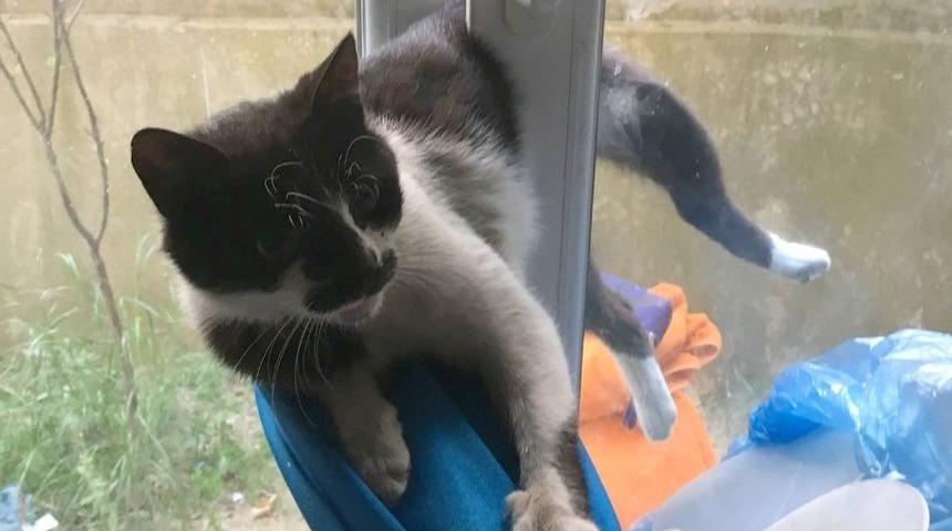 Pencereye Sıkışan Kedi Korkuttu