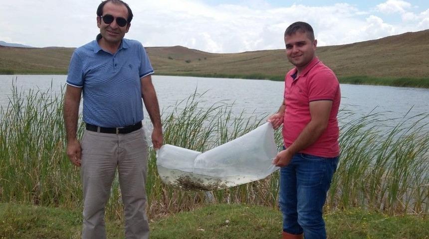 Sungurlu&rsquo;da G&ouml;lete 10 Bin Sazan Yavrusu Bırakıldı