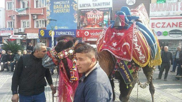 Edremit Deve G&uuml;reşlerine Hazırlanıyor 1