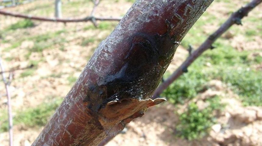 Salihli İl&ccedil;e Tarım&rsquo;dan Meyve &Uuml;reticilerine Uyarı