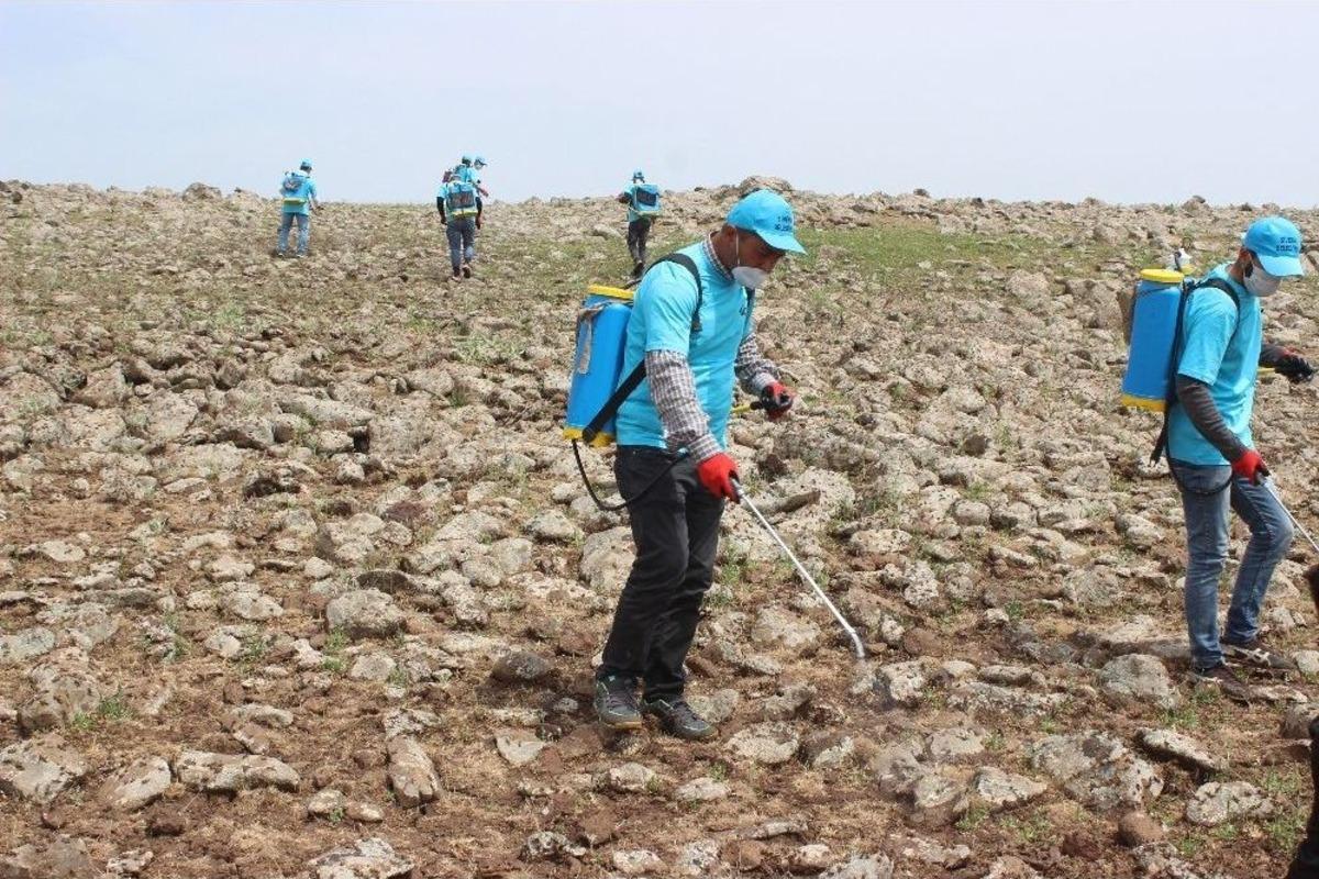 K&ouml;y&uuml; İstila Eden &Ccedil;ekirgelerle M&uuml;cadele Başladı