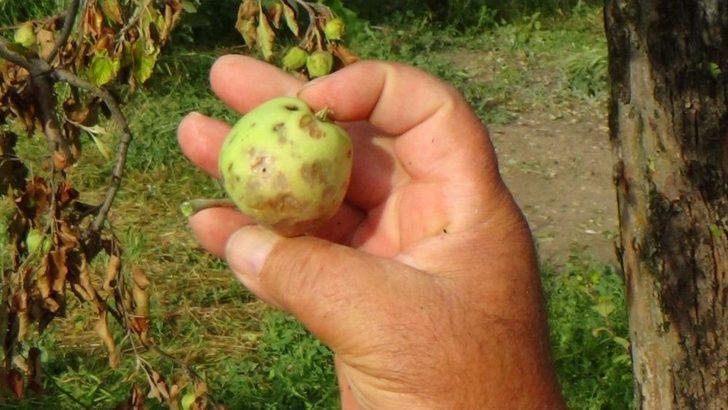Bolu’da, Şiddetli Yağmur Ve Dolu Tarladaki Ürünlere Zarar Verdi G1