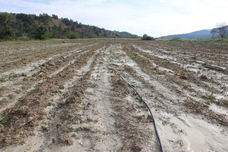 Bolu’da, Şiddetli Yağmur Ve Dolu Tarladaki Ürünlere Zarar Verdi G4