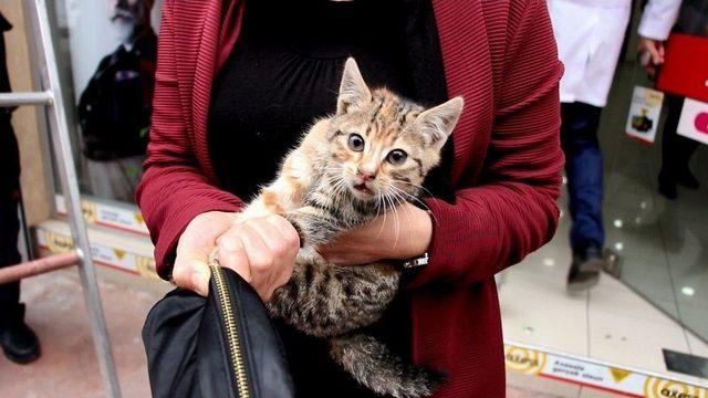 Elini Kanlar İçinde Bıraktı Ama O, Kediyi Bırakmadı