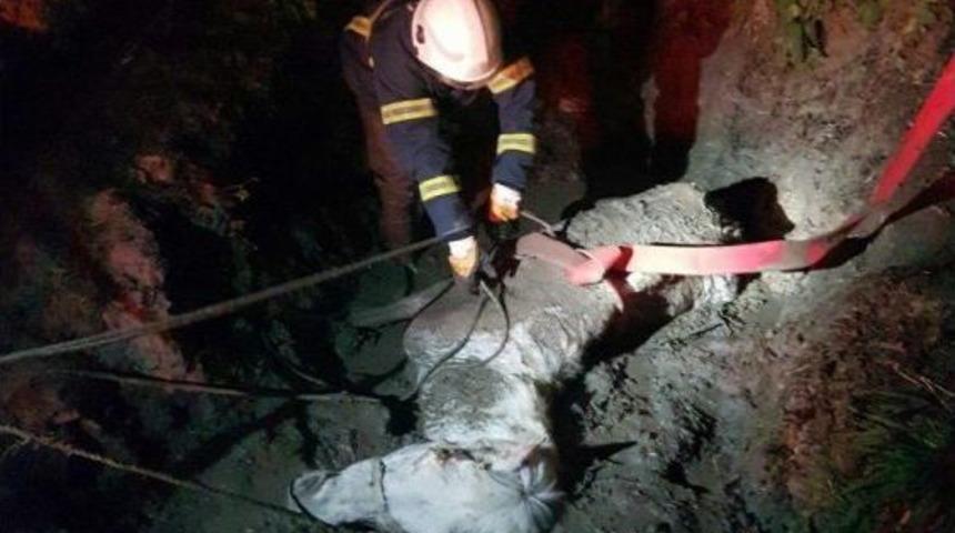 &Ccedil;amura Saplanan At Kurtarıldı