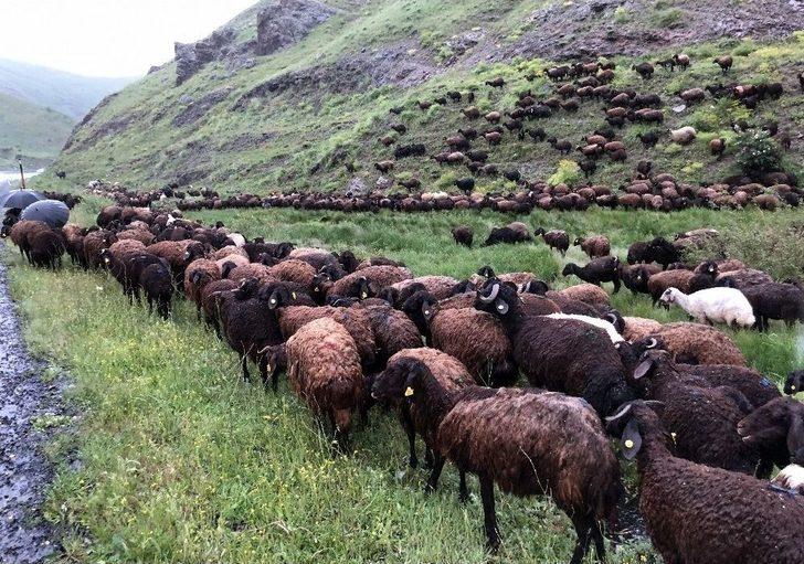 Çobanlar Koyun Sürüsüyle Doluya Tutuldu G1
