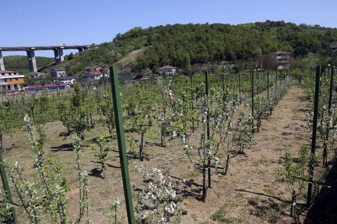 İsmek&rsquo;ten Meyve Bah&ccedil;esi&rsquo;ne 65 Yıllık Domates Fidesi