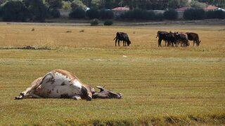 Şarbon bu kez de Kayseri'ye sıçradı! Hayvan ölümleri sonrası 2 mahalle karantinaya alındı