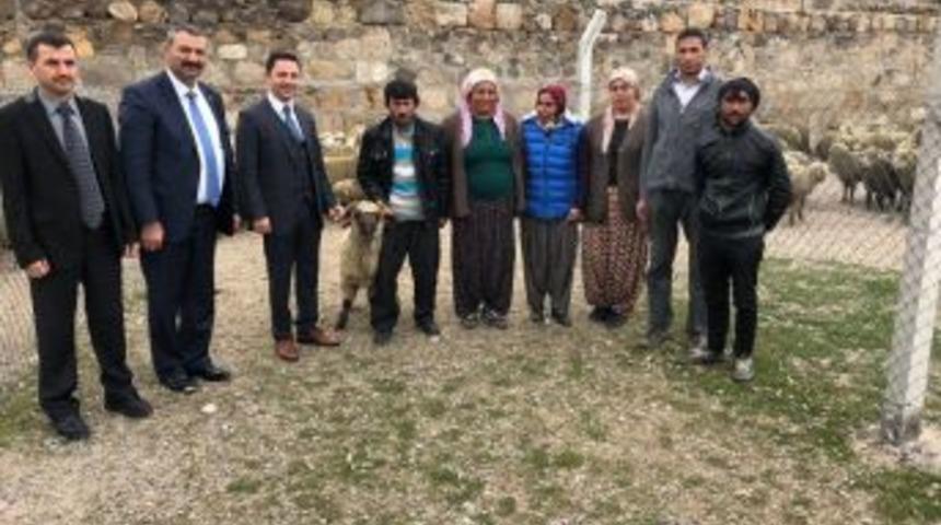 Altunhisarlı Genç Çiftçilere Koyun Dağıtıldı