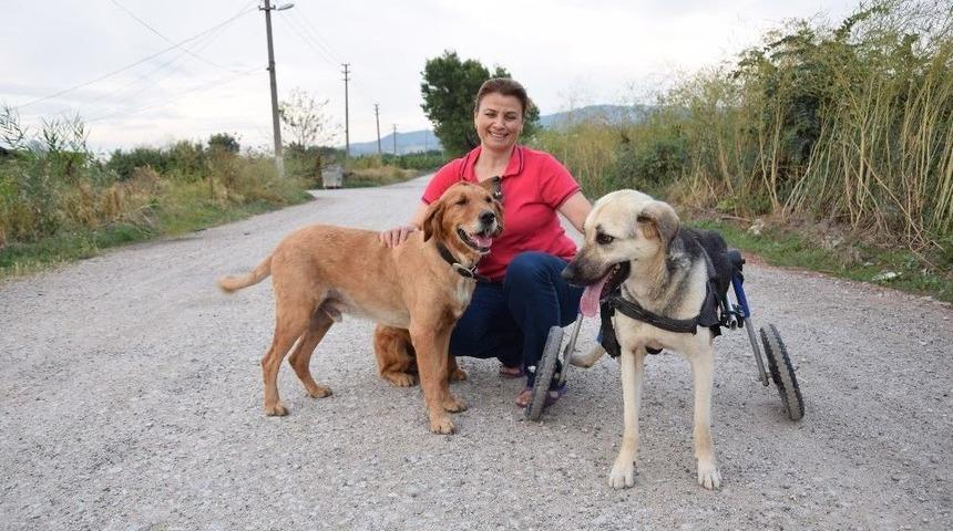 (&ouml;zel) Toplanan Bağışlarla Sakat Kalan K&ouml;peğe Y&uuml;r&uuml;te&ccedil; Aldı