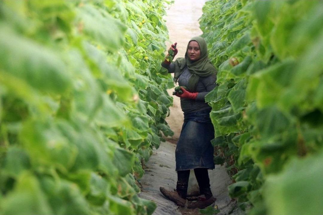 Zam Şampiyonu Salatalık Mersin&rsquo;de 1 Lira İstanbul&rsquo;da 8 Lira