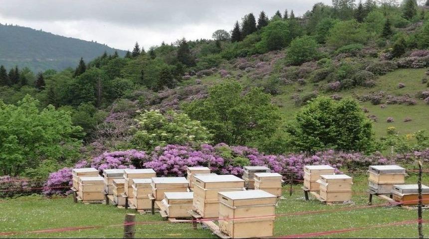 Bal &Uuml;retiminde T&uuml;rkiye D&uuml;nya İkincisi, Ordu İli T&uuml;rkiye Birincisi