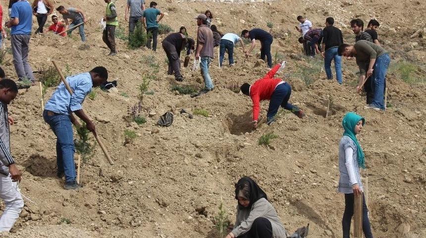 Stk Üyeleri, Cip’e Fidan Dikti
