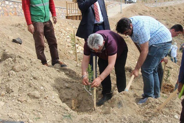 Stk Üyeleri, Cip’e Fidan Dikti