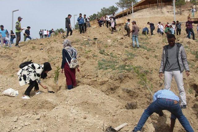 Stk Üyeleri, Cip’e Fidan Dikti