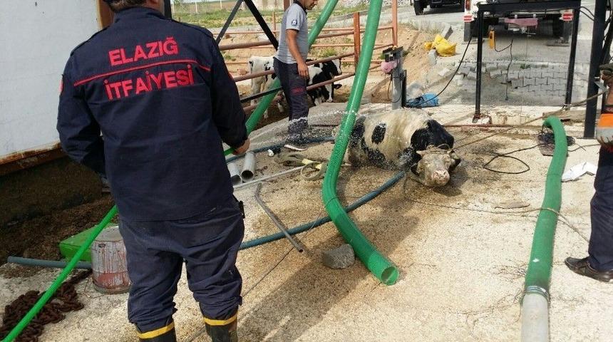 &Ccedil;ukura D&uuml;şen İneği İtfaiye Kurtardı