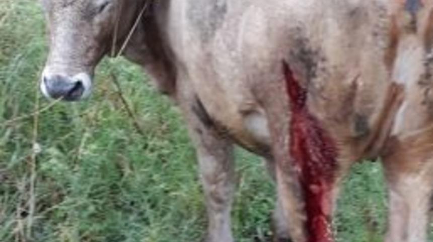 Arazide Otlayan B&uuml;y&uuml;kbaş Hayvanlara Ayı Saldırdı