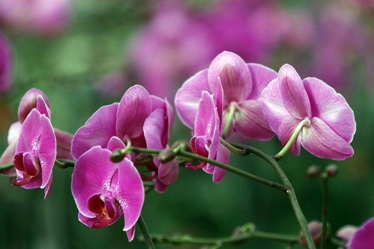 Sevgililerin Orkidesi Antalya’dan G2